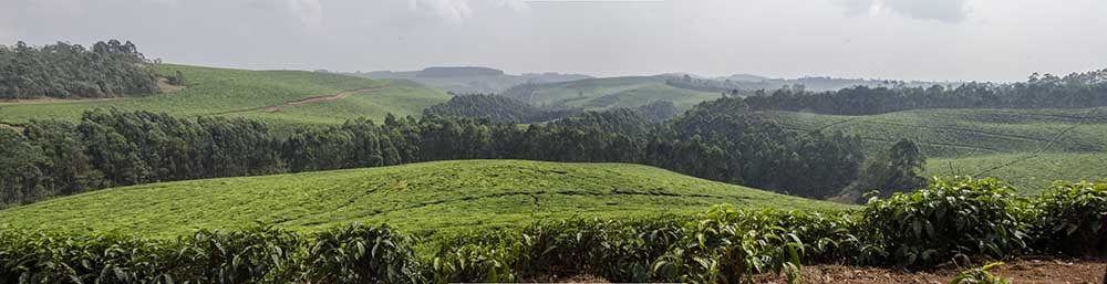 10 - Ruanda - plantaciones de te - panoramica